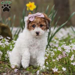 Sandy, Bich-Poo Puppy